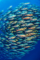 School of Bohar snapper (Lutjanus bohar) in open water close to a coral reef. These fish are usually solitary and aggregate each summer in the Red Sea to spawn. Shark Reef, Ras Mohammed, Sinai, Egypt....