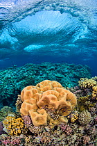 Brain coral (Platygyra daedalea) beneath a breaking storm wave, on a coral reef. Sha'ab Claudia, Fury Shoal, Egypt. Red Sea