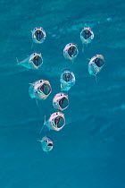 Striped mackerel (Rastrelliger kanagurta) with mouths wide open as they swim through the water, filtering zoopankton with their gill rakers. Marsa Shouna, Port Ghalib, Marsa Alam, Egypt. Red Sea