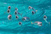 Striped mackerel (Rastrelliger kanagurta) with  mouths wide open as they swim through the water, filtering zoopankton with their gill rakers. Marsa Shouna, Port Ghalib, Marsa Alam, Egypt. Red Sea