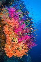 Colourful coral reef wall, with orange Scalefin anthias (Pseudanthias squamipinnis) swarming over pink and orange soft corals (Dendronephthya hemprichi)and( Dendronephthya klunzingeri) in a current. S...