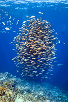 School of Bohar snapper (Lutjanus bohar) in open water above a coral reef. These fish are usually solitary and aggregate each summer in the Red Sea to spawn. Shark Reef, Ras Mohammed, Sinai, Egypt. Re...