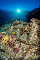 Stacks of italian tiles from the Chrisoula K wreck (also known as the tile wreck), encrusted with corals. Abu Nuhas, Egypt. Strait of Gubal, Gulf of Suez, Red Sea.