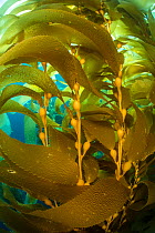 Detail of the gas bladders and fronds of Giant kelp (Macrocystis pyrifera) plant. Santa Barbara Island, the Channel Islands, California, United States of America. East Pacific Ocean