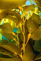 Detail of the gas bladders and fronds of Giant kelp (Macrocystis pyrifera) plant. Santa Barbara Island, the Channel Islands, California, United States of America. East Pacific Ocean