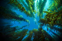 View upwards through a giant kelp forest (Macrocystis pyrifera). Santa Barbara Island, the Channel Islands, California, United States of America. East Pacific Ocean
