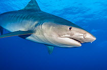Tiger shark (Galeocerdo cuvier) female in open water, showing its brown eye. Grand Bahama, Northwest Providence Channel, Bahamas. Tropical West Atlantic Ocean.