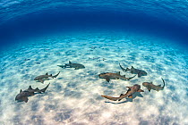 Nurse sharks (Ginglymostoma cirratum) group patrolling on a shallow, South Bimini, Bahamas. The Bahamas National Shark Sanctuary. Gulf Stream, West Atlantic Ocean.