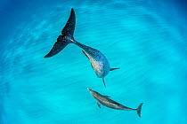Atlantic spotted dolphin (Stenella frontalis) mother and young swimming over a shallow, sandy seabed. The adults are spotted and the younsters are plain coloured. Great Bahama Bank, North Bimini, Baha...