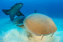 Three Nurse sharks (Ginglymostoma cirratum) on the sand in shallow water. The barbels of the front shark are clearly visible hanging down from its top lip. South Bimini, Bahamas. The Bahamas National...