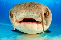 Close up portrait of the face of a Nurse shark (Ginglymostoma cirratum) resting on the sand in shallow water. Its barbels are clearly visible on its top lip. South Bimini, Bahamas. The Bahamas Nationa...