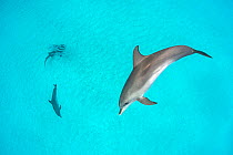 Two Atlantic spotted dolphins (Stenella frontalis) hunting a school of palometa fish (Trachinotus goodei) that have surrounded a nurse shark (Ginglymostoma cirratum) for protection. South Bimini, Baha...