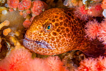 Colourful juvenile Wolf eel ( Anarrhuchthys ocellatus) hides amongst soft corals. Browning Pass, Port Hardy, Vancouver Island, British Columbia, Canada. Queen Charlotte Strait, North East Pacific Ocea...