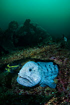 Wolf eel (Anarrhichthys ocellatus) male hiding amongst a wreck. Browning Pass, Port Hardy, Vancouver Island, British Columbia, Canada. Queen Charlotte Strait, North East Pacific Ocean