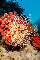 Basket star (Gorgonocephalus eucnemis) climbs up on red soft coral (Eunephthya rubiformis) to feed during daylight. Browning Pass, Port Hardy, Vancouver Island, British Columbia, Canada. Queen Charlot...