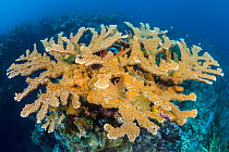 View of a colony of Elkhorn coral (Acropora palmata) growing on a coral reef. The growth in this photo represents 11 year's growth since Hurrican Ivan in 2004, which levelled the colony. East End, Gra...