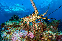 Caribbean spiny lobster (Panulirus argus) emerges onto a coral reef in late afternoon. East End, Grand Cayman, Cayman Islands, British West Indies. Caribbean Sea.