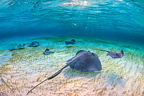 Group of southern stingrays (Dasyatis americana) forage over seagrass in shallow water, accompanied by bar jacks (Caranx ruber). The Sandbar, Grand Cayman, Cayman Islands. British West Indies. Caribbe...