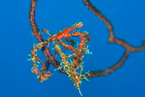 Neck crab (Podochela sp.) lives cryptically on a deepwater sea fan (Iciligorgia nodulifera). East End, Grand Cayman, Cayman Islands, British West Indies. Caribbean Sea.