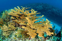 Colony of Elkhorn coral (Acropora palmata) growing on a coral reef and making a home for Yellowtailed damselfish (Microspathodon chrysurus). The growth in this photo represents 12 year's growth since...