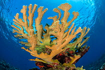View of a colony of Elkhorn coral (Acropora palmata) growing on a coral reef. The growth in this photo represents 12 year's growth since Hurrican Ivan in 2004, which levelled the colony.  East End, Gr...