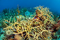 Staghorn coral (Acropora cervicornis) growing on a coral reef and creating a home for Blue chromis (Chromis cyanea). East End, Grand Cayman, Cayman Islands. British West Indies. Caribbean Sea