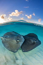 Two large female Southern stingrays (Dasyatis americana) swim over sand in shallow water, split level photo with blue sky and clouds. The Sandbar, Grand Cayman, Cayman Islands. British West Indies. Ca...