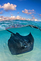 Southern stingray (Dasyatis americana) swimming over sand in shallow water, split level photo with blue sky and clouds. The Sandbar, Grand Cayman, Cayman Islands. British West Indies. Caribbean Sea.