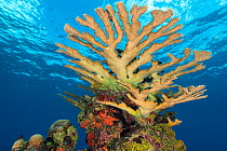 Colony of Elkhorn coral (Acropora palmata) growing on a coral reef. The growth in this photo represents 12 year's growth since Hurrican Ivan in 2004, which levelled the colony. East End, Grand Cayman,...