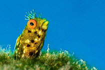 Close up portrait of small, golden variety of a female Roughhead blenny (Acanthemblemaria aspera), photographed against the blue water, sticking out from its home in a tube on a coral reef. East End,...