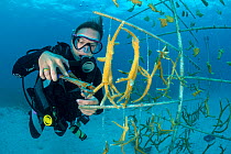 Diver fragmenting a growing piece of Staghorn coral (Acropora cervicornis) hung on coral propagation tree, as part of a coral conservation nursery project. East End, Grand Cayman. Cayman Islands, Brit...
