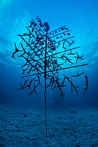 Fragments of elkhorn coral (Acropora palmata) and staghorn coral: Acropora cervicornisgrowing, hung on coral propagation tree, as part of a coral conservation nursery project. East End, Grand Cayman....