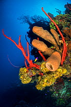Colourful coral reef wall, with yellow branching tube sponges (Pseudoceratina crassa), brown tube sponges (Agelas conifera) and red rope sponges (Amphimedon compressa), in front of deepwater sea fans...