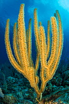 A soft coral growing on a coral reed. East End, Grand Cayman, Cayman Islands, British West Indies. Caribbean Sea