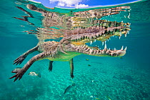 American crocodile (Crocodylus acutus) reflected in the surface as it floats, Jardines de la Reina, Gardens of the Queen National Park, Cuba. Caribbean Sea.