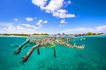 Split level view of American crocodile (Crocodylus acutus)  Gardens of the Queen National Park, Cuba. Caribbean Sea.
