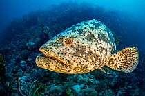 Goliath grouper (Epinephelus itajara) on a coral reef. Jardines de la Reina, Gardens of the Queen National Park, Cuba. Caribbean Sea.