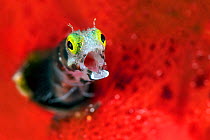Spinyhead blenny (Acanthemblemaria spinosa) yawning, on a red sponge. Jardines de la Reina, Gardens of the Queen National Park, Cuba. Caribbean Sea.