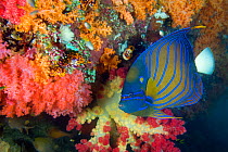 Blue ring angelfish (Pomacanthus annularis) swimming in front of soft corals. Triton Bay, Kaimana, West Papua, Indonesia. Arafur Sea, Tropical West Pacific Ocean.