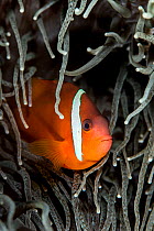 Fijian anemonefish (Amphiprion barberi) looks out from the tentacles of an anemone. Ra Province, Viti Levu, Fiji, Polynesia. Bligh Waters, Vatu-i-Ra Passage, Tropical South Pacific Ocean.