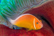 Portrait of a Pink anemonefish (Amphiprion perideraion) in a red skirted magnificent sea anemone (Heteractis magnifica). Ra Province, Viti Levu, Fiji, Polynesia.  Tropical South Pacific Ocean.