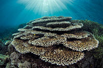 Table corals (Acropora sp.) in sunlight,  Komodo Island, Komodo National Park, Indonesia. Flores Sea.