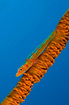 A large whip goby (Bryaninops amplus) on a whip coral against blue water. Sangeang Island, Sumbawa, Indonesia. Flores Sea.