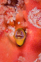 Latticetail moray (Gymnothorax buroensis) emerging from soft coral on a reef. Sangeang Island, Sumbawa, Indonesia. Flores Sea.