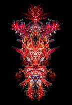 Mirrored portrait of a Weedy scorpionfish (Rhinopias frondosa). Bitung, North Sulawesi, Indonesia. Lembeh Strait, Molucca Sea. Digitally manipulated (the face is reflected down mid-line).