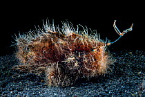 Hairy frogfish (Antennarius striatus) attempts to atrract prey by waving its worm-like lure (esca). Bitung, North Sulawesi, Indonesia. Lembeh Strait, Molucca Sea.