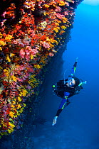 Diver swimming along a reef wall covered in colurful soft corals. South Male Atoll, Maldives. Indian Ocean. Model released.