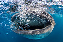 Whale shark (Rhincodon typus) mouth open  feeding at the surface,  Isla Mujeres, Quintana Roo, Yucatan Peninsular, Mexico. Caribbean Sea.