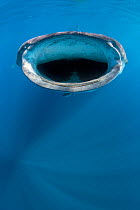 Whale shark (Rhincodon typus) mouth open feeding at the surface,  Isla Mujeres, Yucatan Peninsular, Mexico. Caribbean Sea.