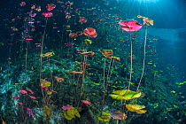 Sun beams spear down through a stand of water lilies (Nymphaea mexicana) growing in a cenote beneath trees. Carwash Cenote / Aktun Ha Cenote, Tulum, Yucatan, Mexico.